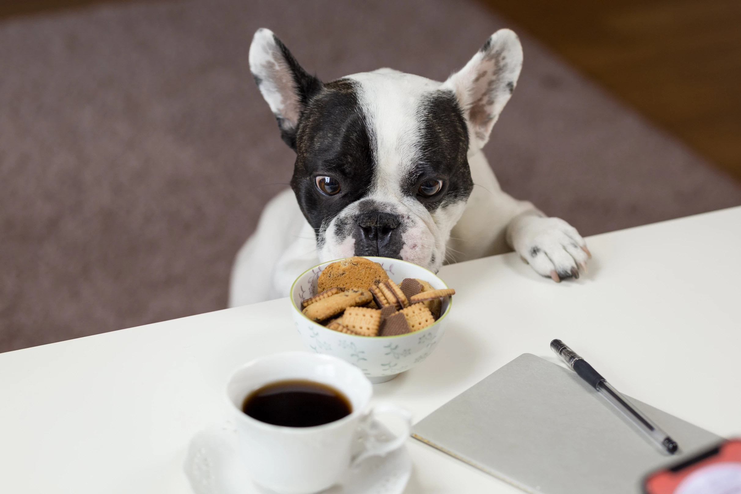 Surprising Foods Your Dog Should Never Eat - AFB Pet Club