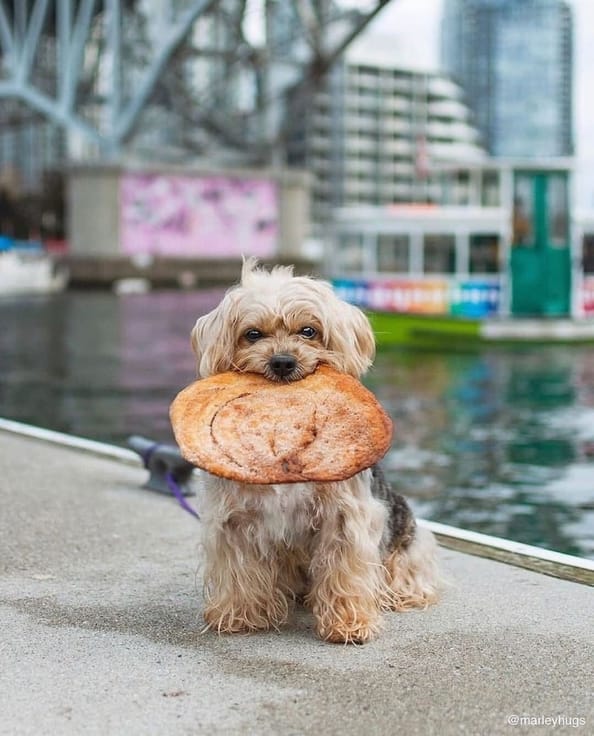 Pet friendly Vancouver attractions