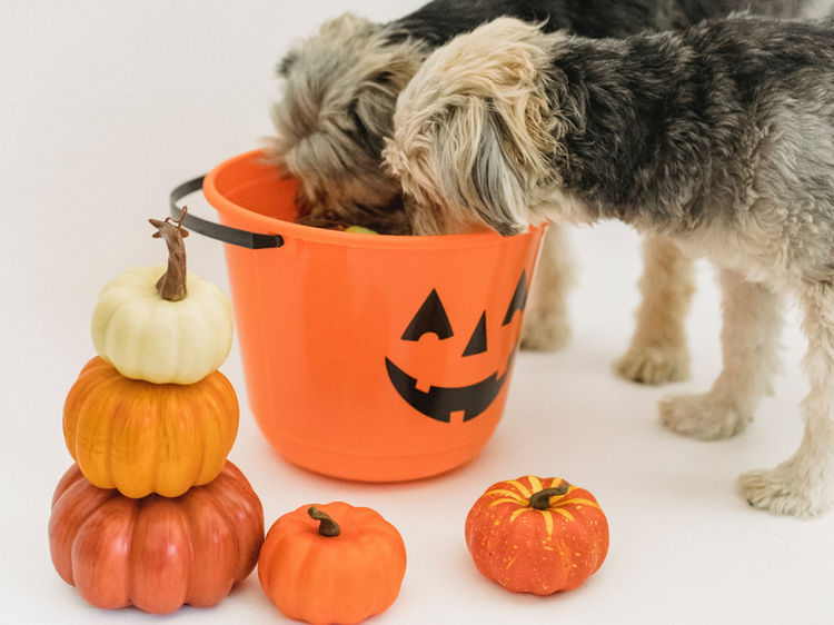 Dog friendly Halloween treats
