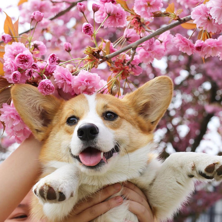 10 spots in Vancouver for a perfect cherry blossom pup picture.