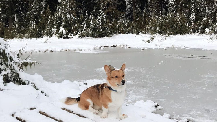 winter trails for small dogs