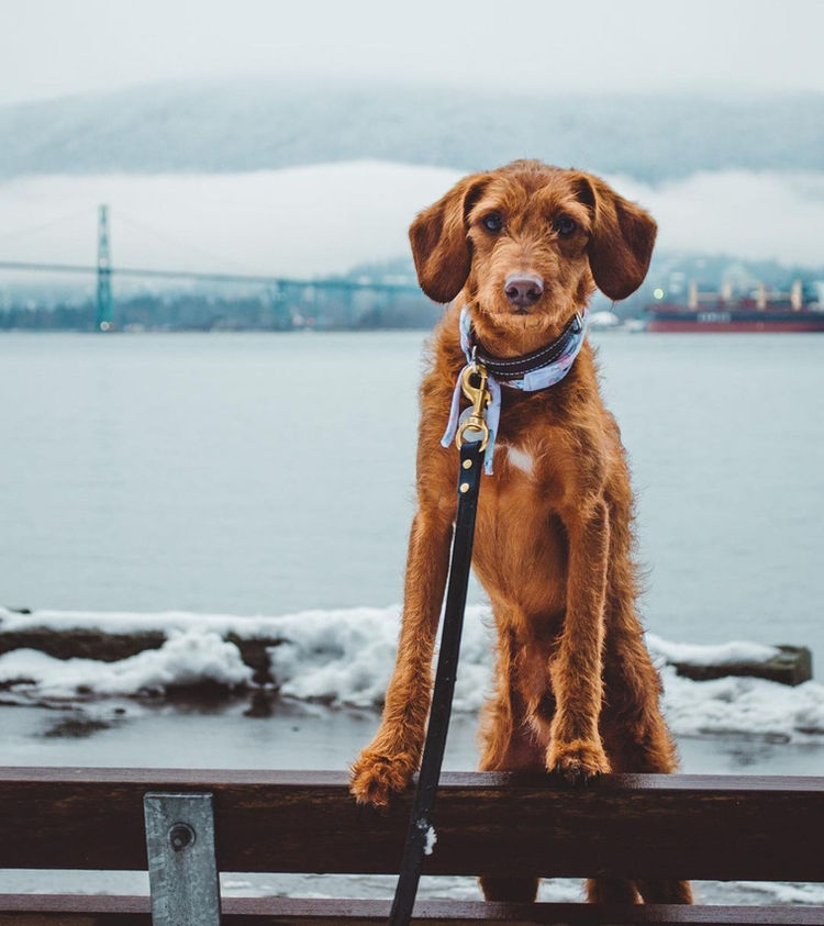 best Vancouver dog walks you can do on your lunch break