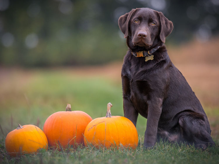 Halloween safety and your dog