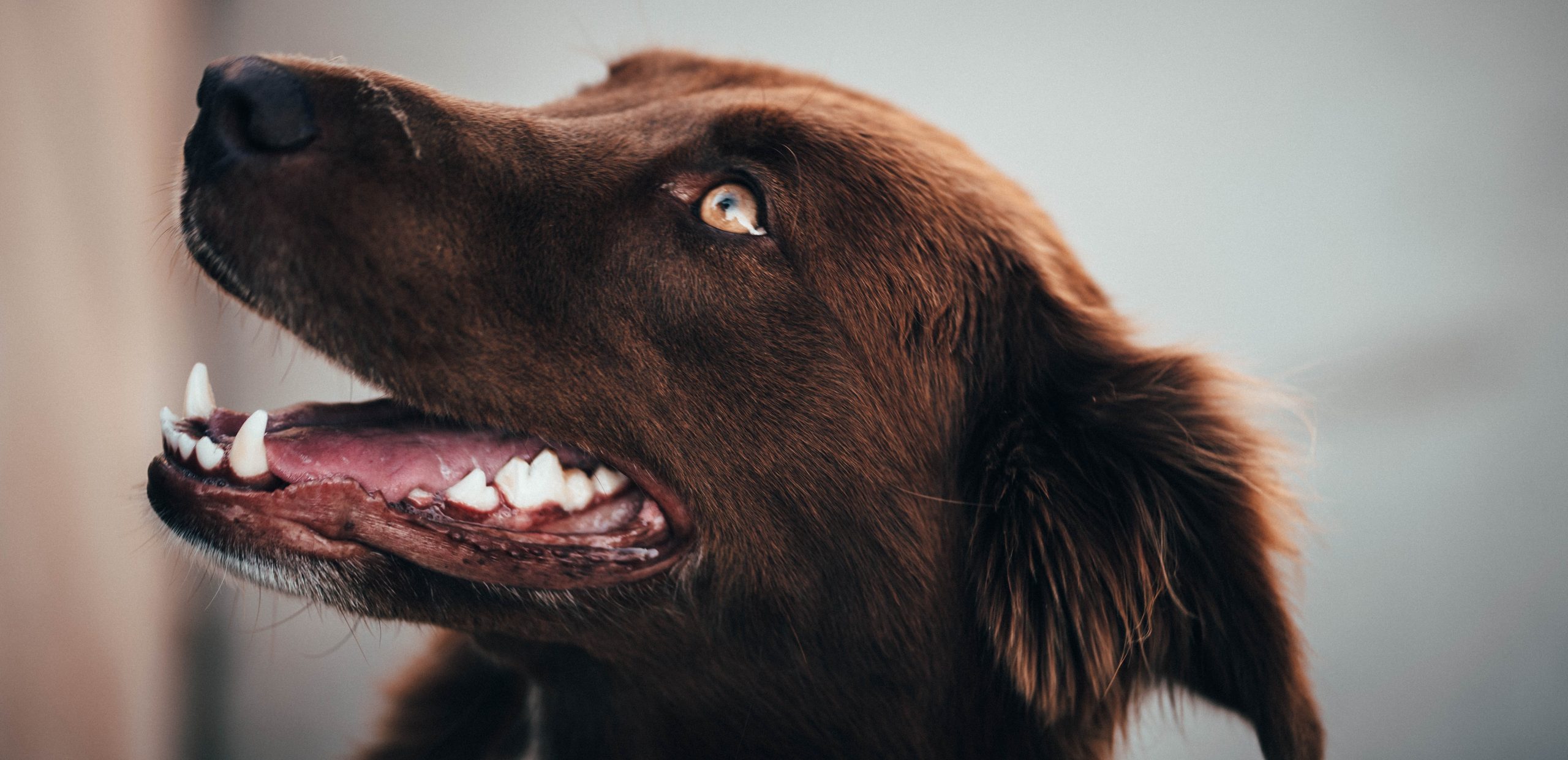 Brushing your dog's teeth can extend their life.