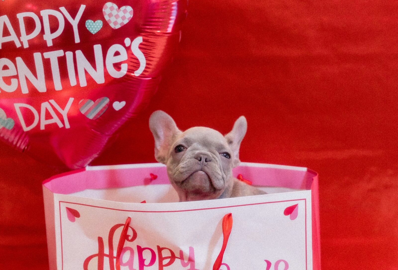 Valentine's Day Gift Ideas For Dog Moms