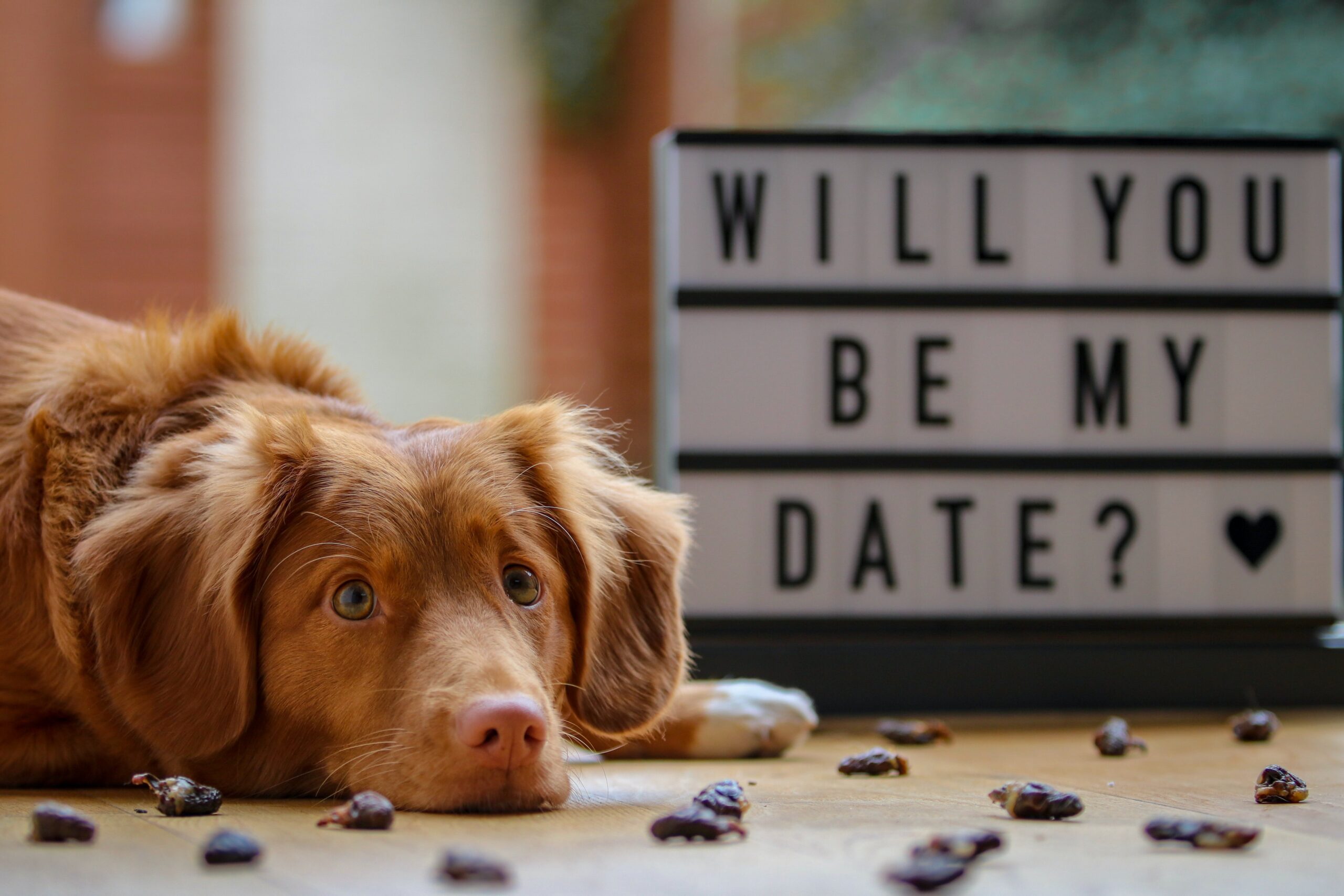 Valentine's Day love lessons from your dog