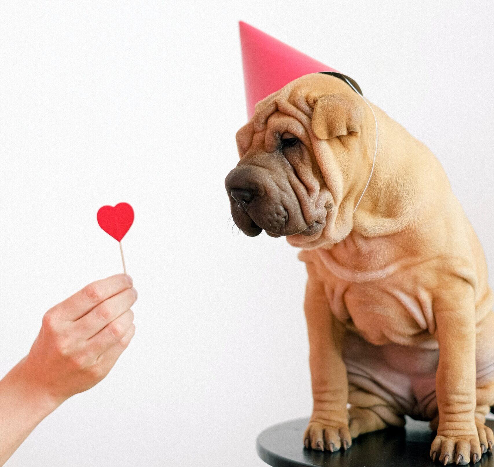 DIY Valentine's Day Dog Treats