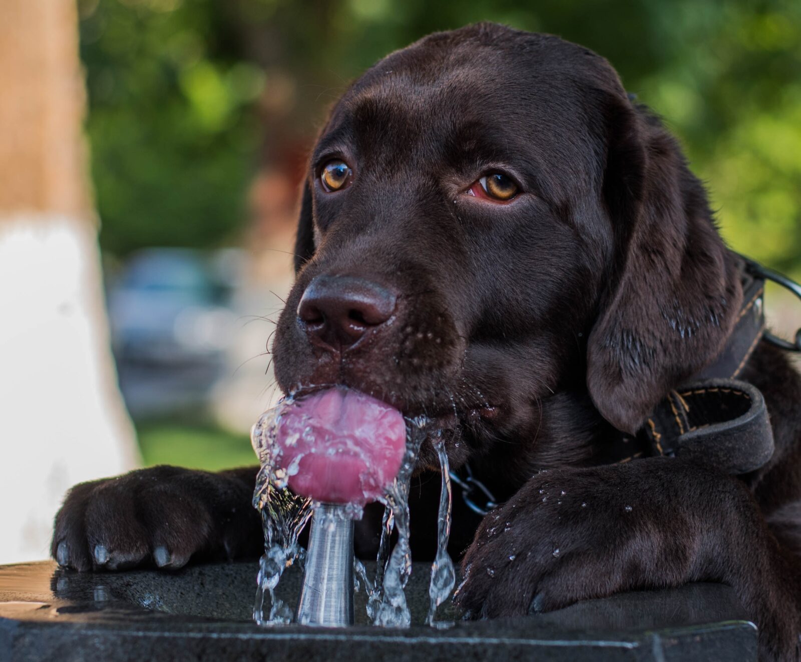 How Much Water Should a Dog Drink?