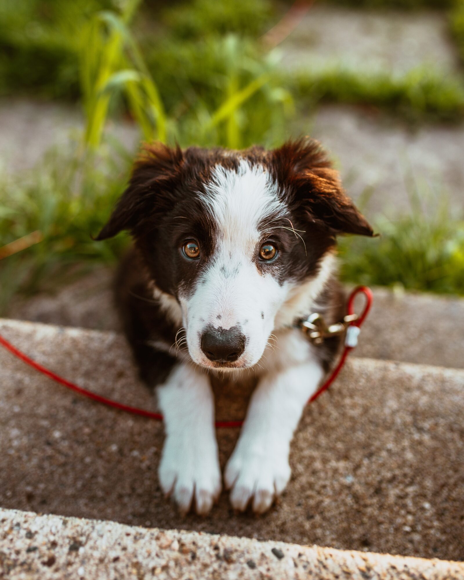 how do you get a dog to stop digging holes