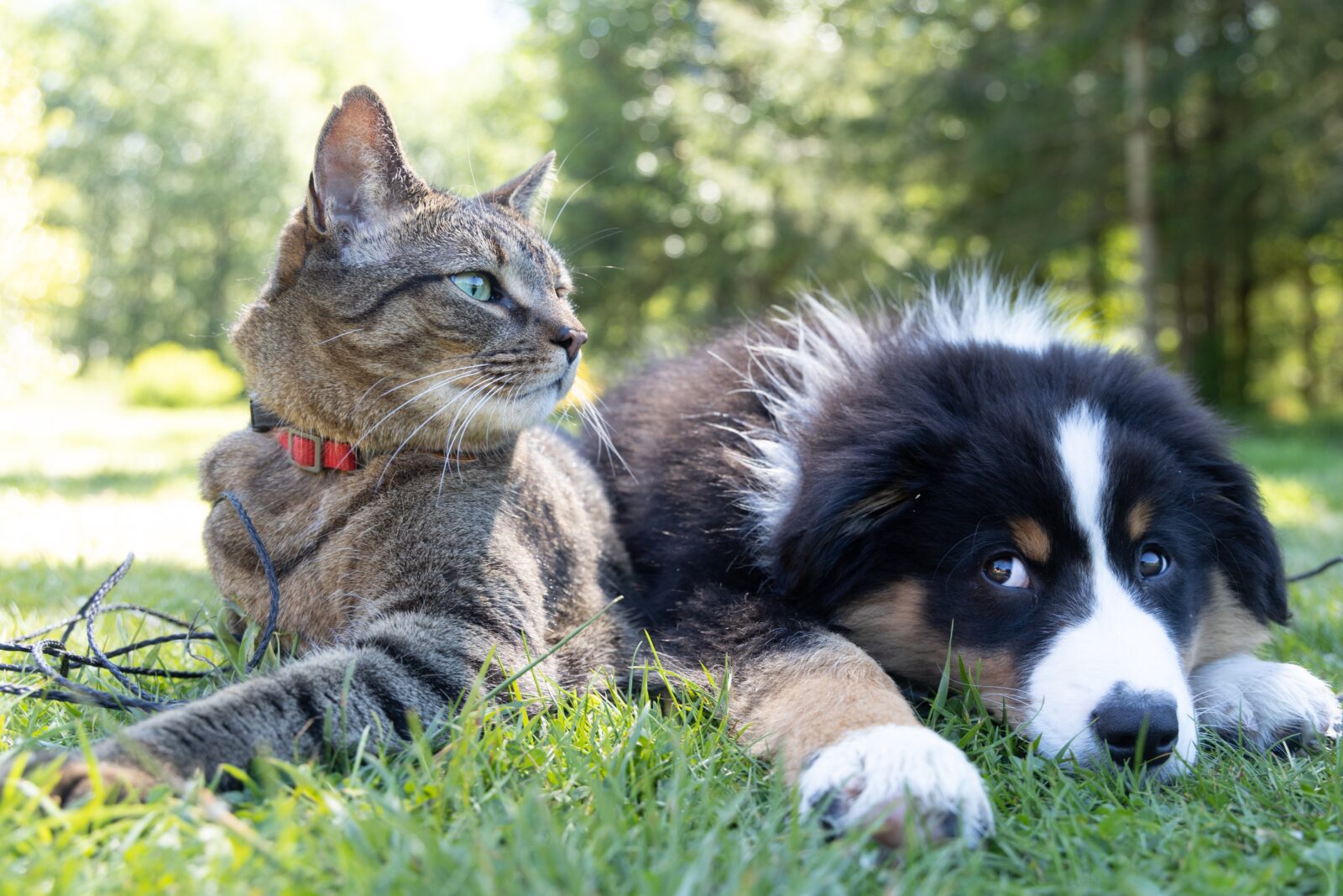 Cats store over dogs