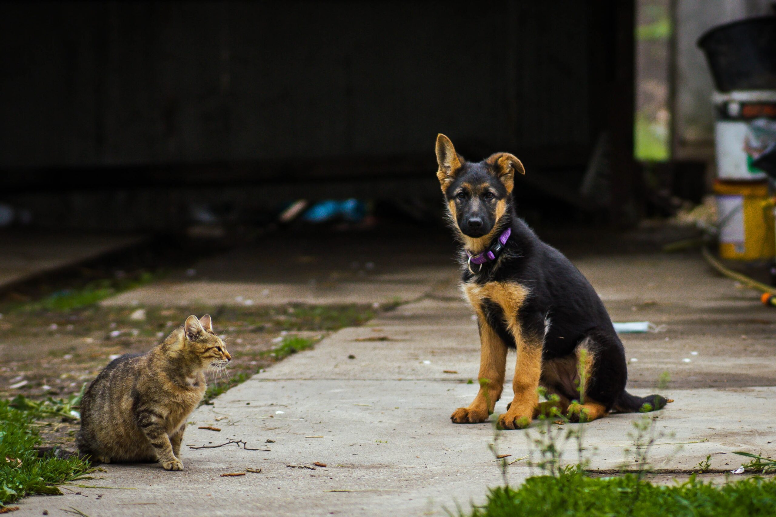 animal-food-banks-help-communities-afb-pet-club