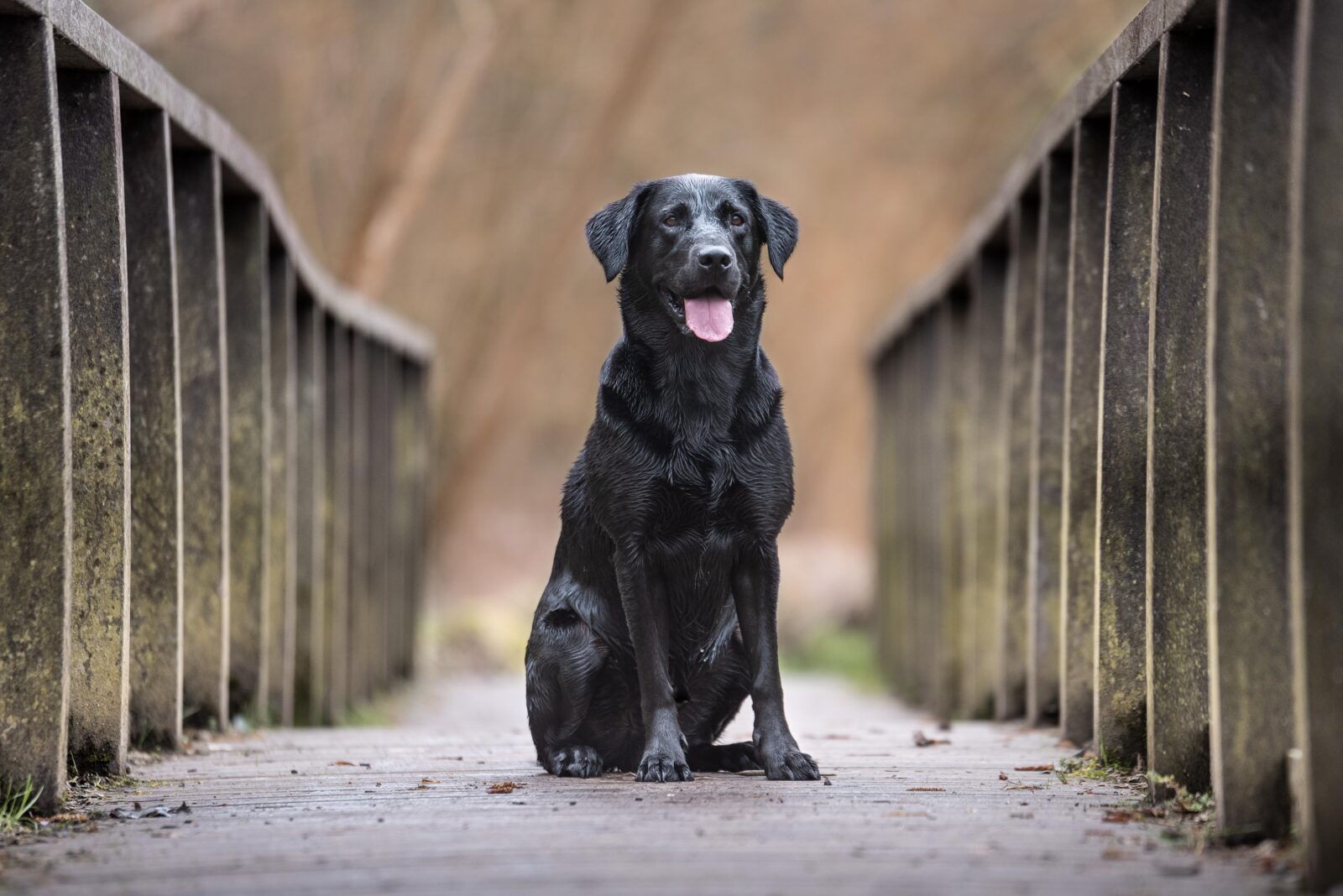 The world's most popular dog breeds AFB Pet Club